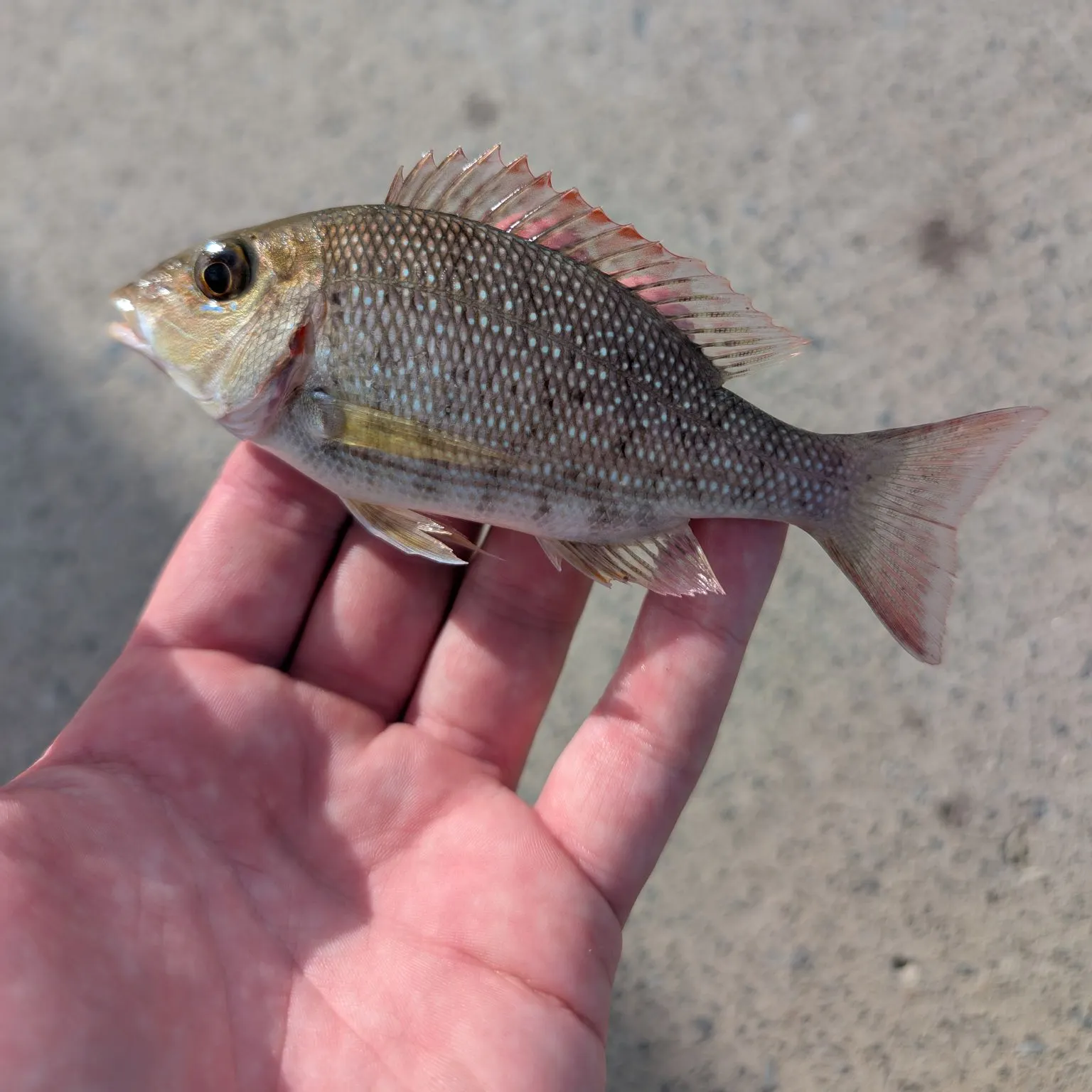 The most popular recent Pink ear emperor catch on Fishbrain