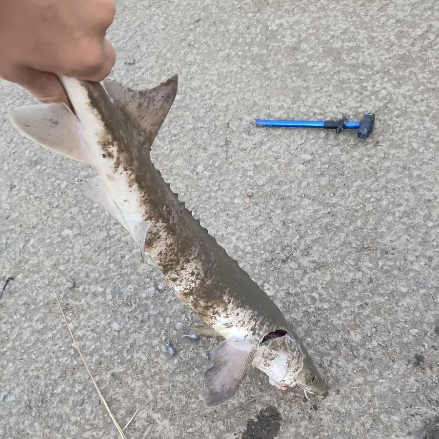 The most recent Lake sturgeon catches on Fishbrain