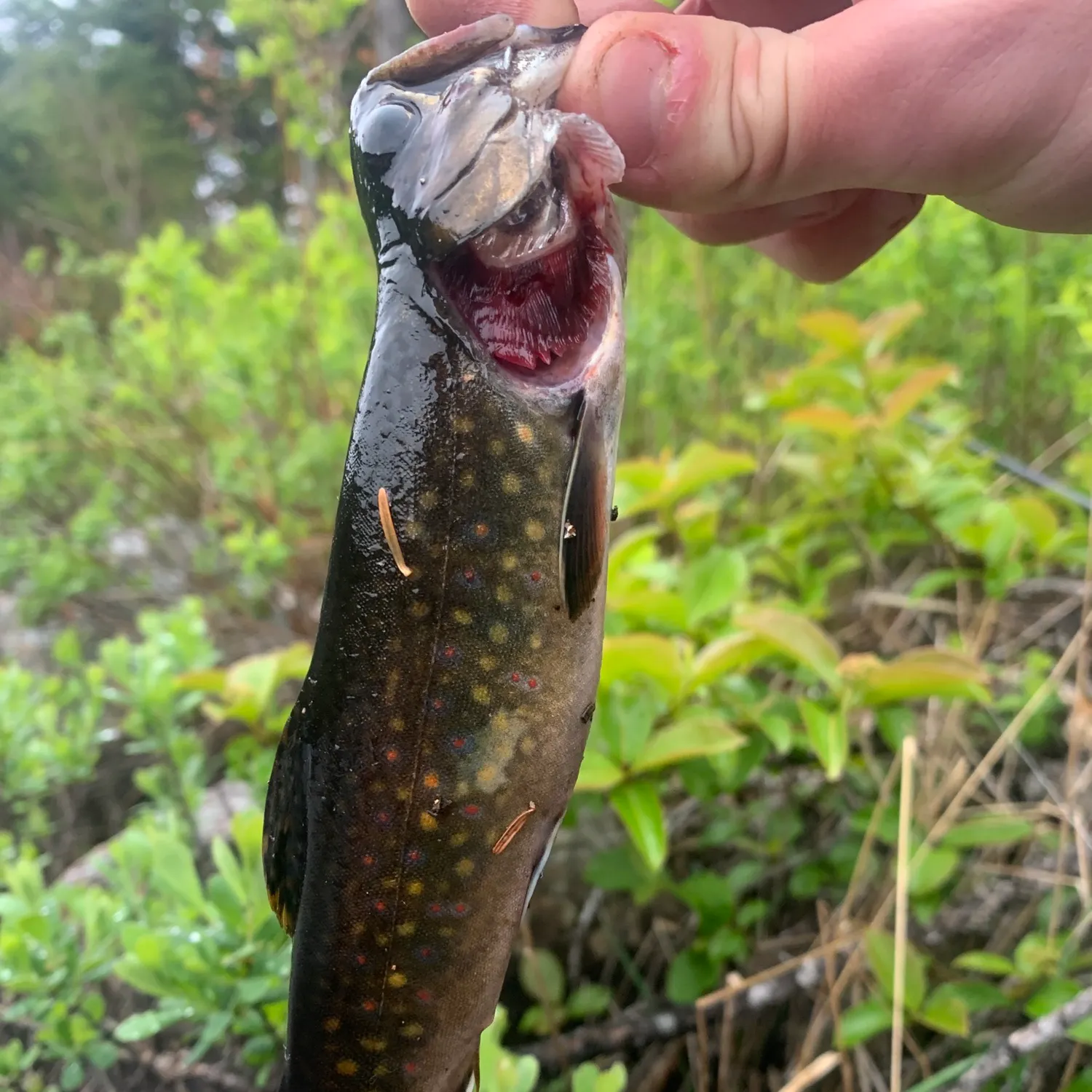 Brook trout caught on Fishbrain