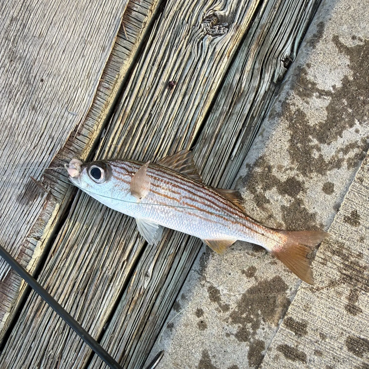 The most recent Salema porgy catches on Fishbrain