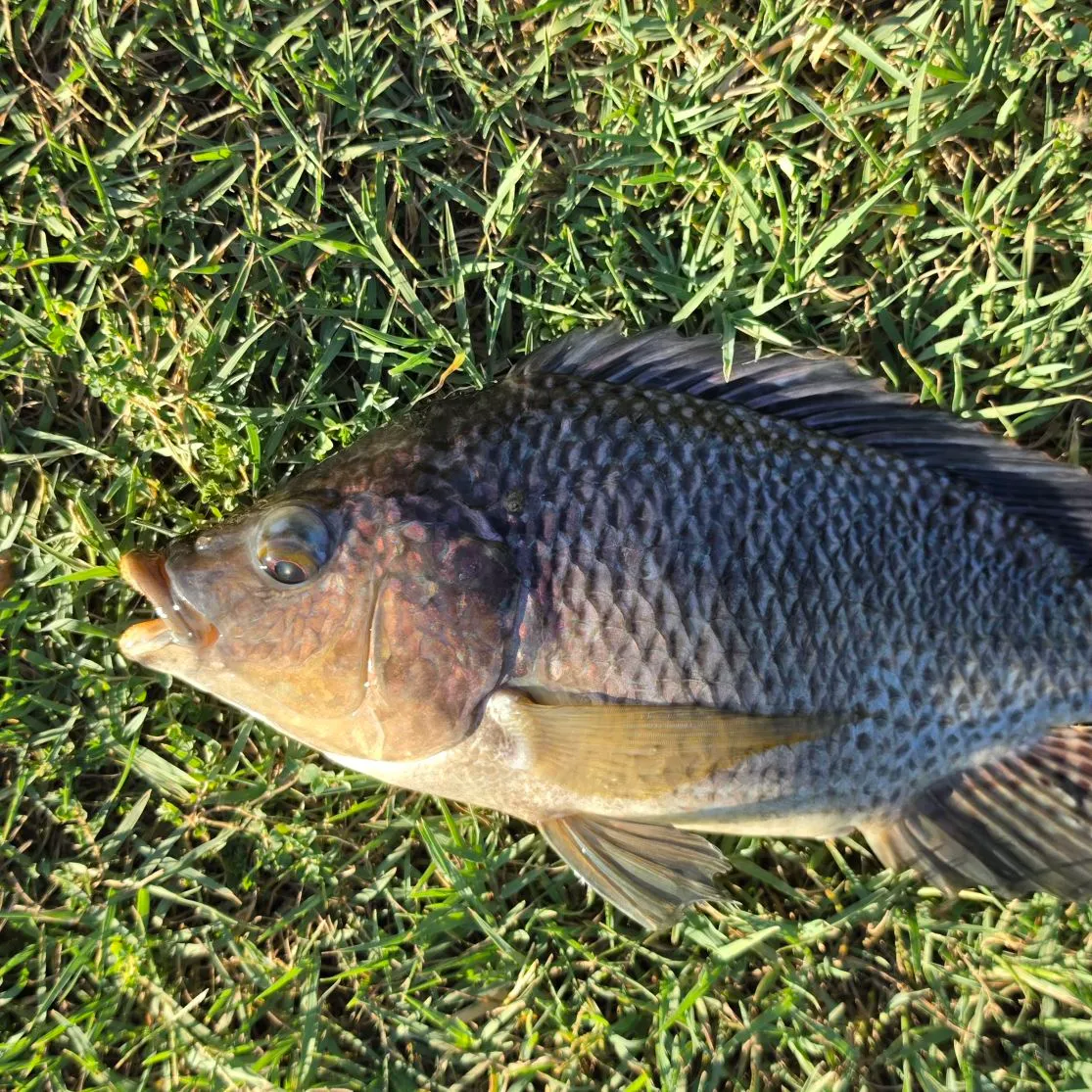 The most recent Blue tilapia catches on Fishbrain