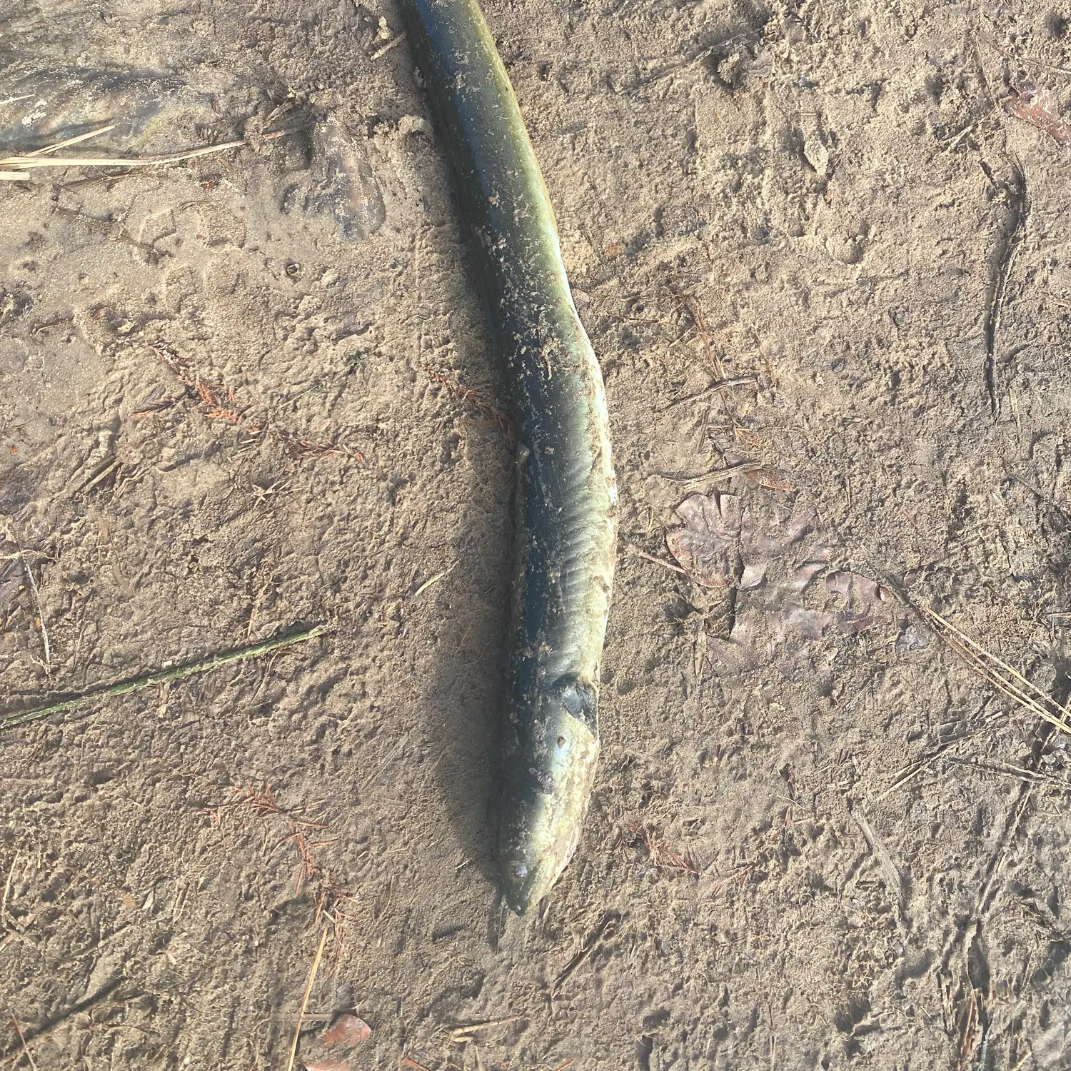 The most recent American eel catches on Fishbrain