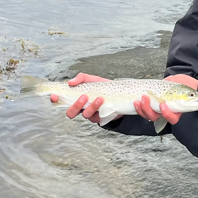 Sea trout caught on Fishbrain