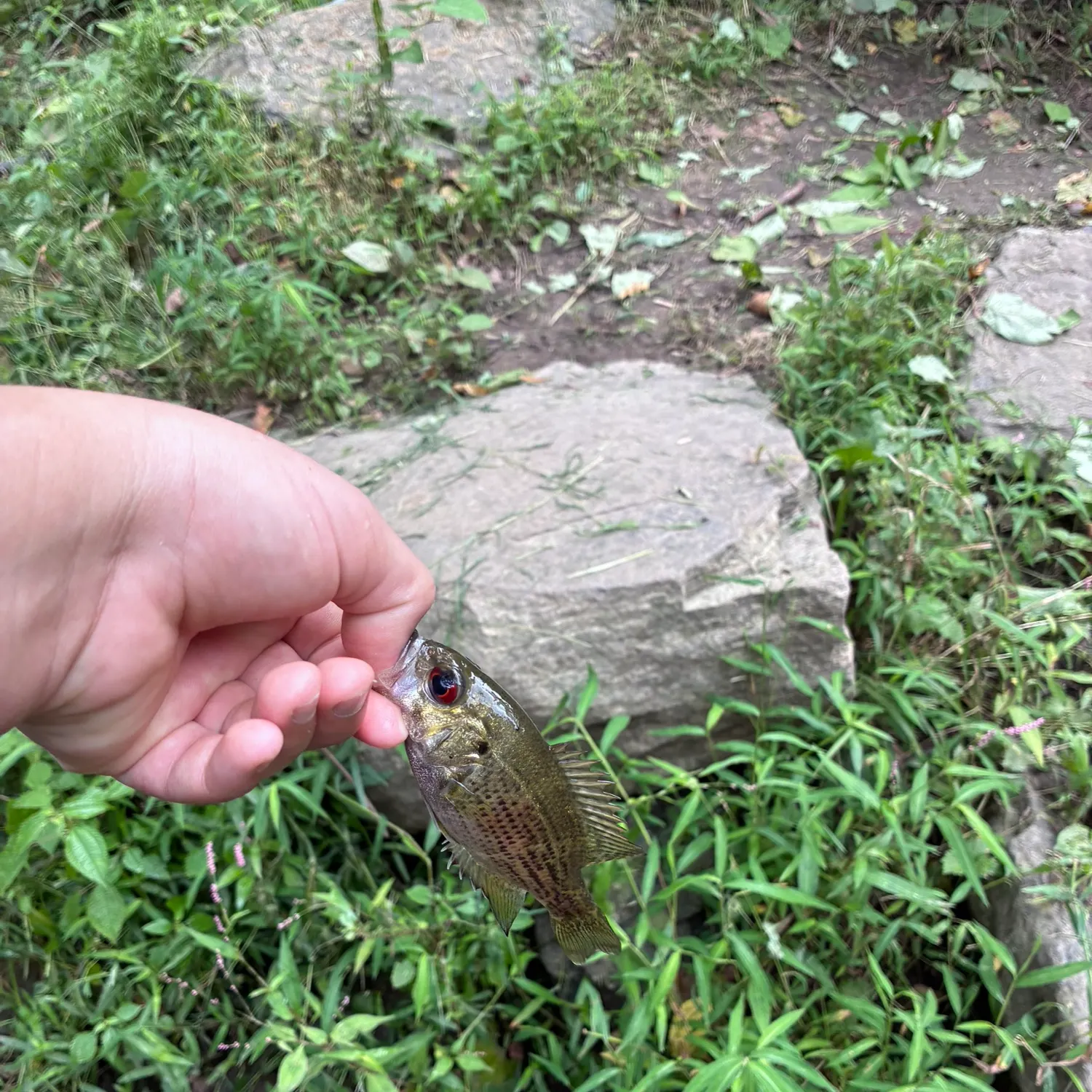 Rock bass caught on Fishbrain
