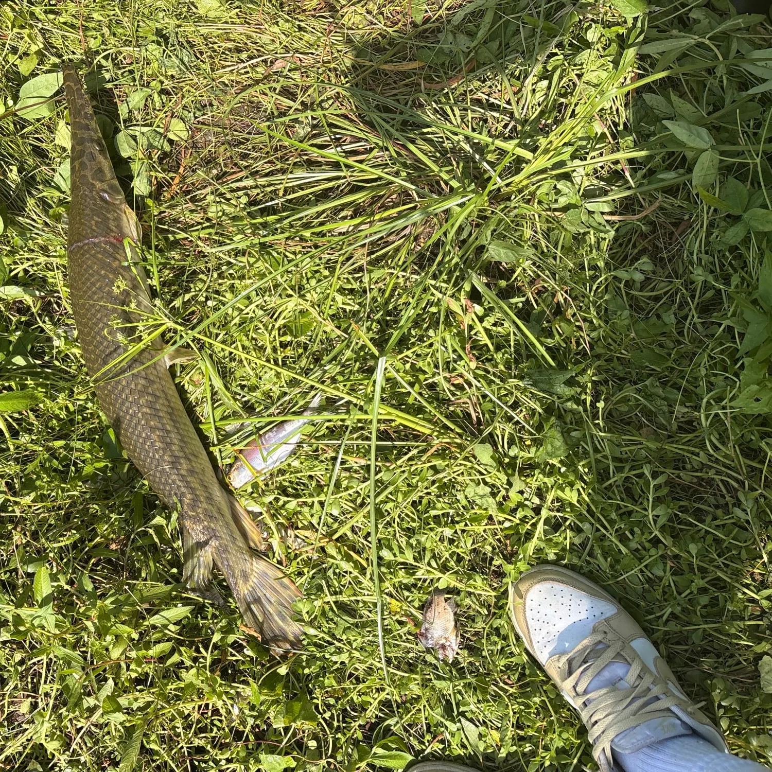 Spotted gar caught on Fishbrain