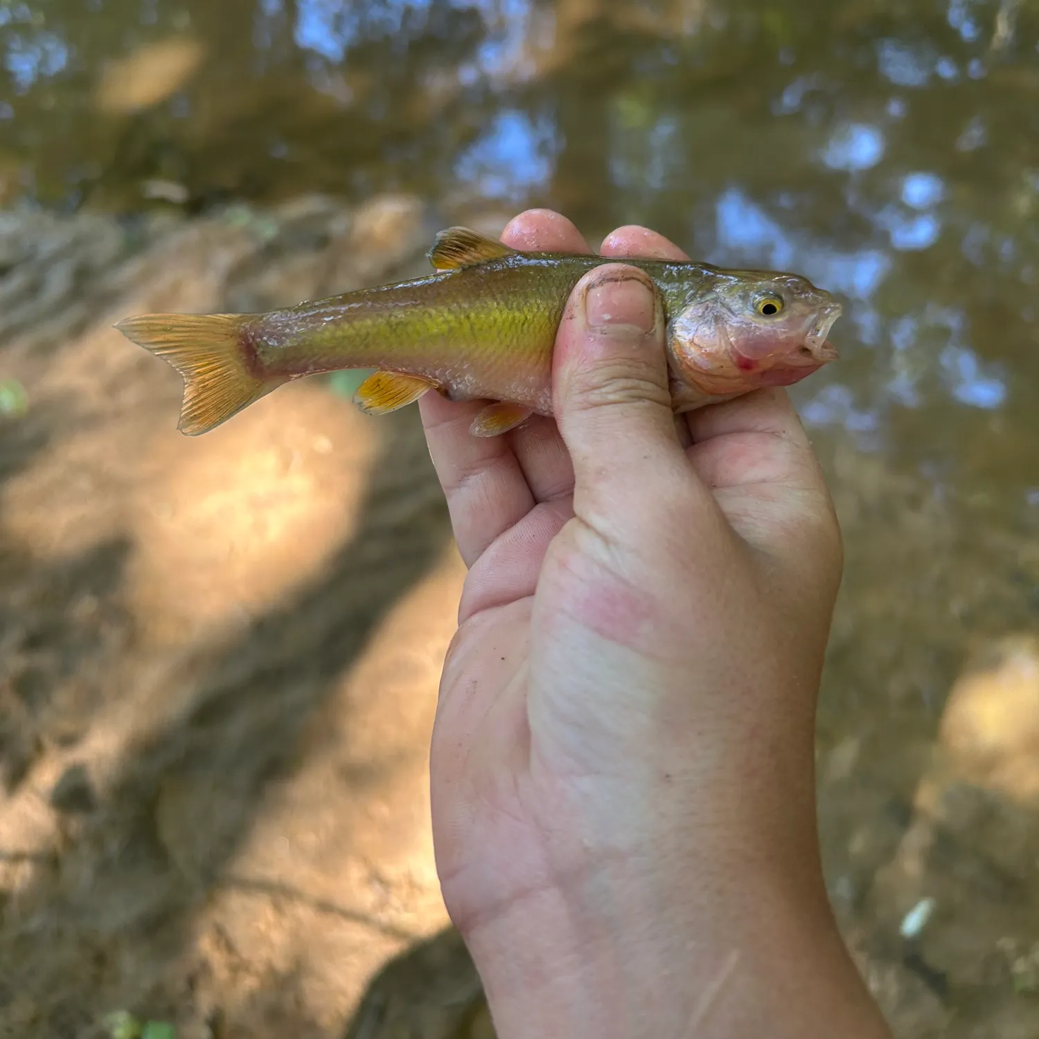 The most recent Dixie chub catches on Fishbrain