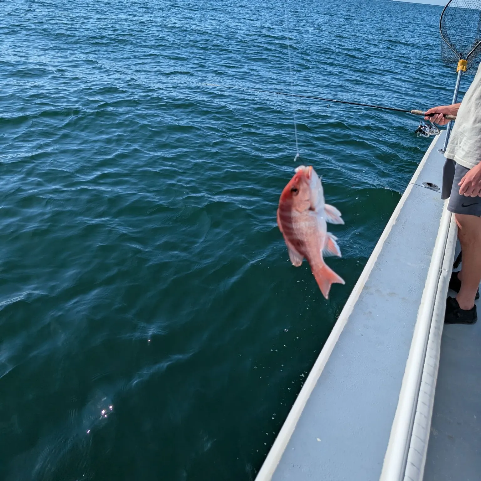 Northern red snapper caught on Fishbrain