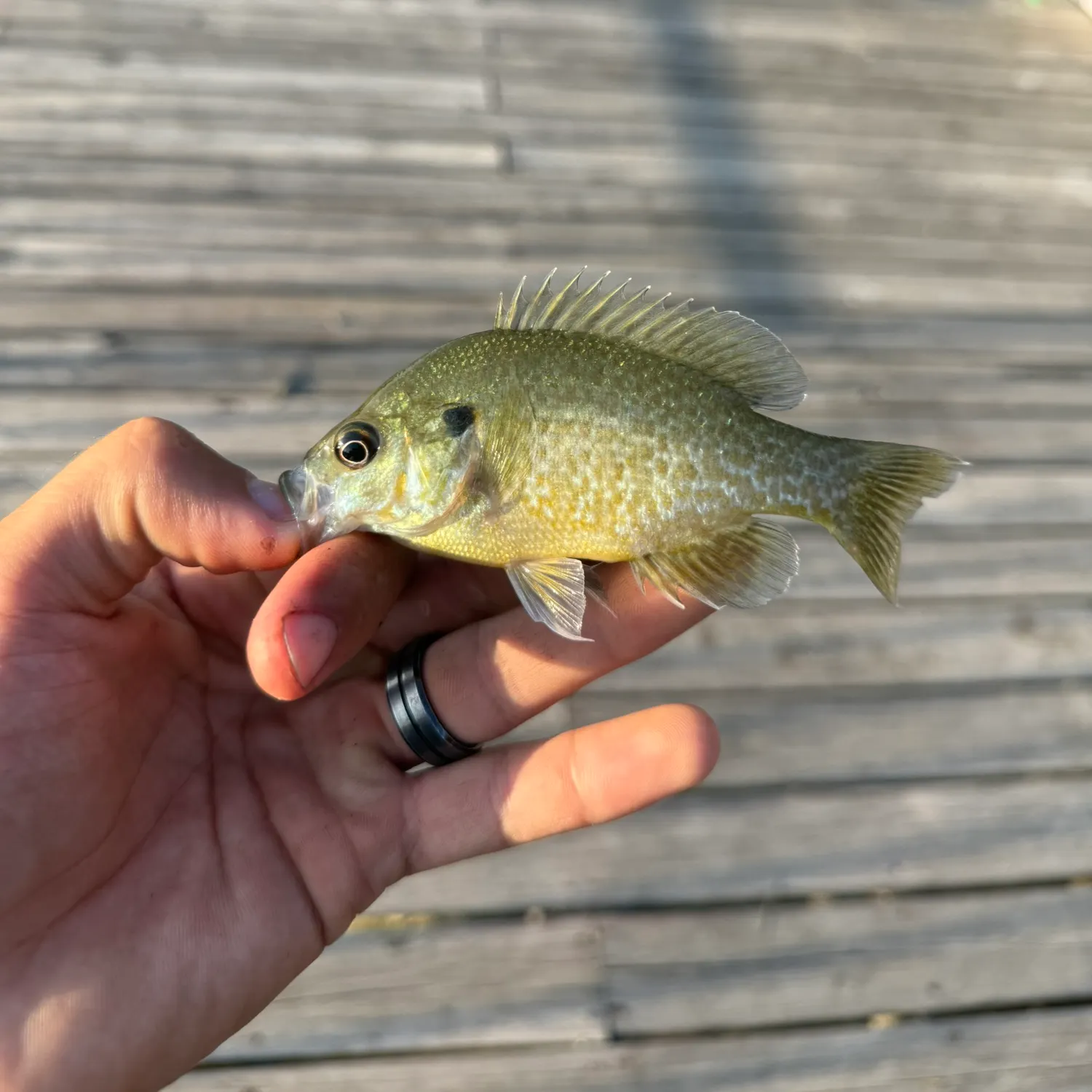 Greengill hybrid caught on Fishbrain
