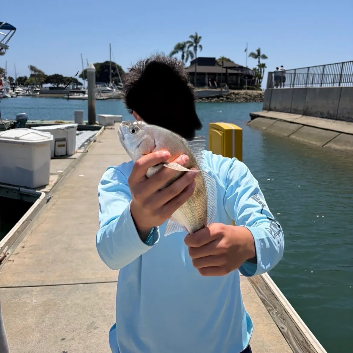 The most recent Spotfin croaker catches on Fishbrain