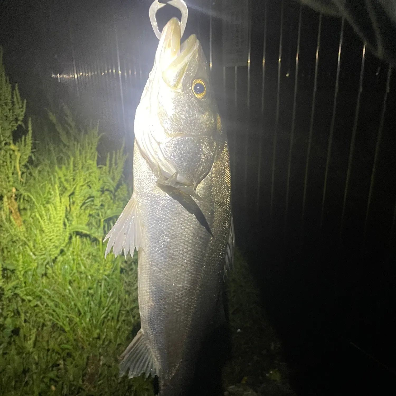 The most recent Japanese seabass catches on Fishbrain