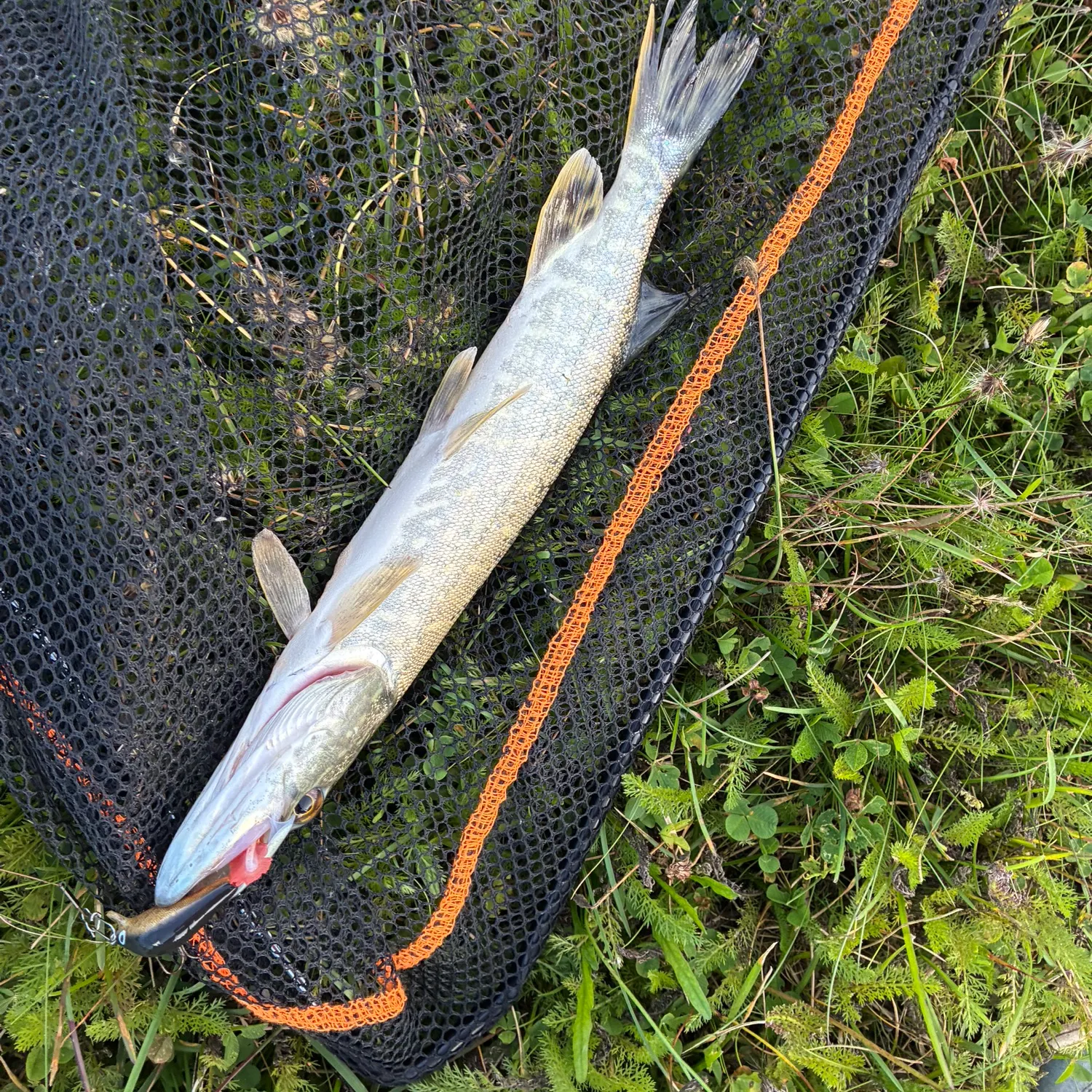 Northern pike caught on Fishbrain