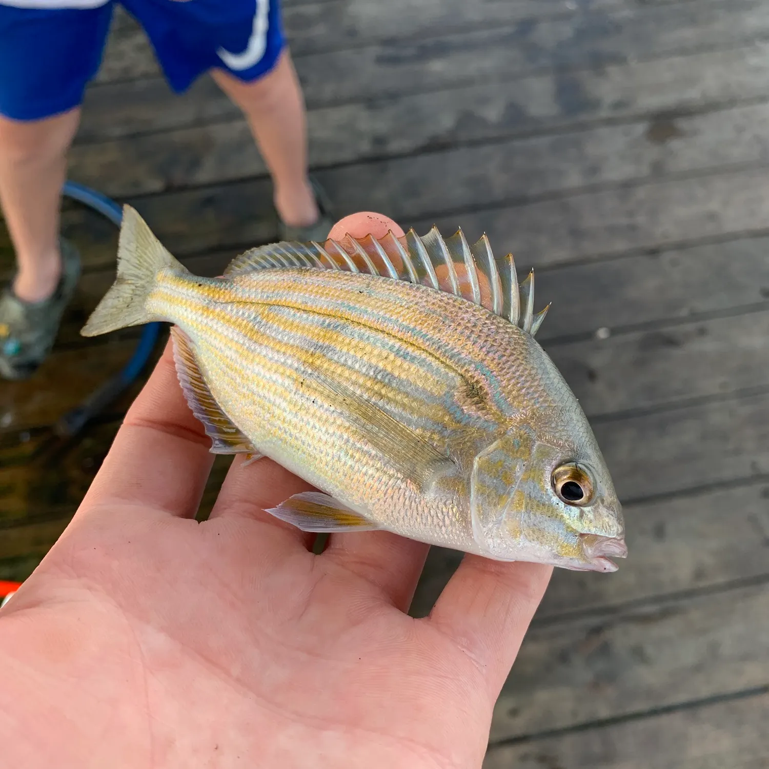 The most recent Pinfish catches on Fishbrain