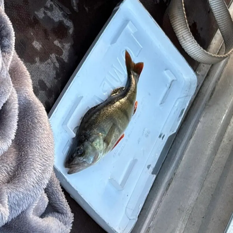 European perch caught on Fishbrain