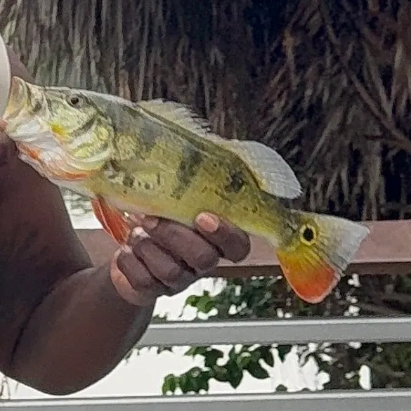 Butterfly peacock bass caught on Fishbrain