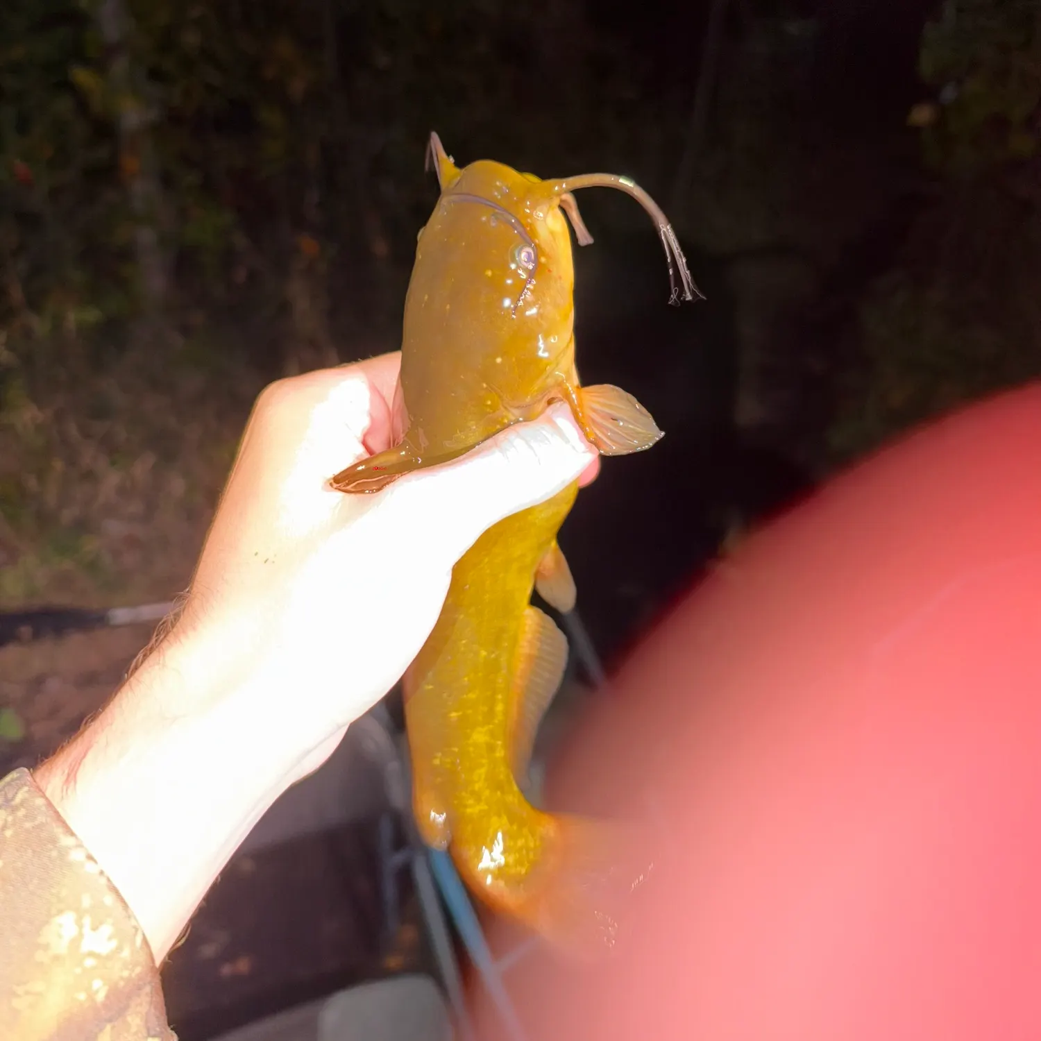 Yellow bullhead caught on Fishbrain
