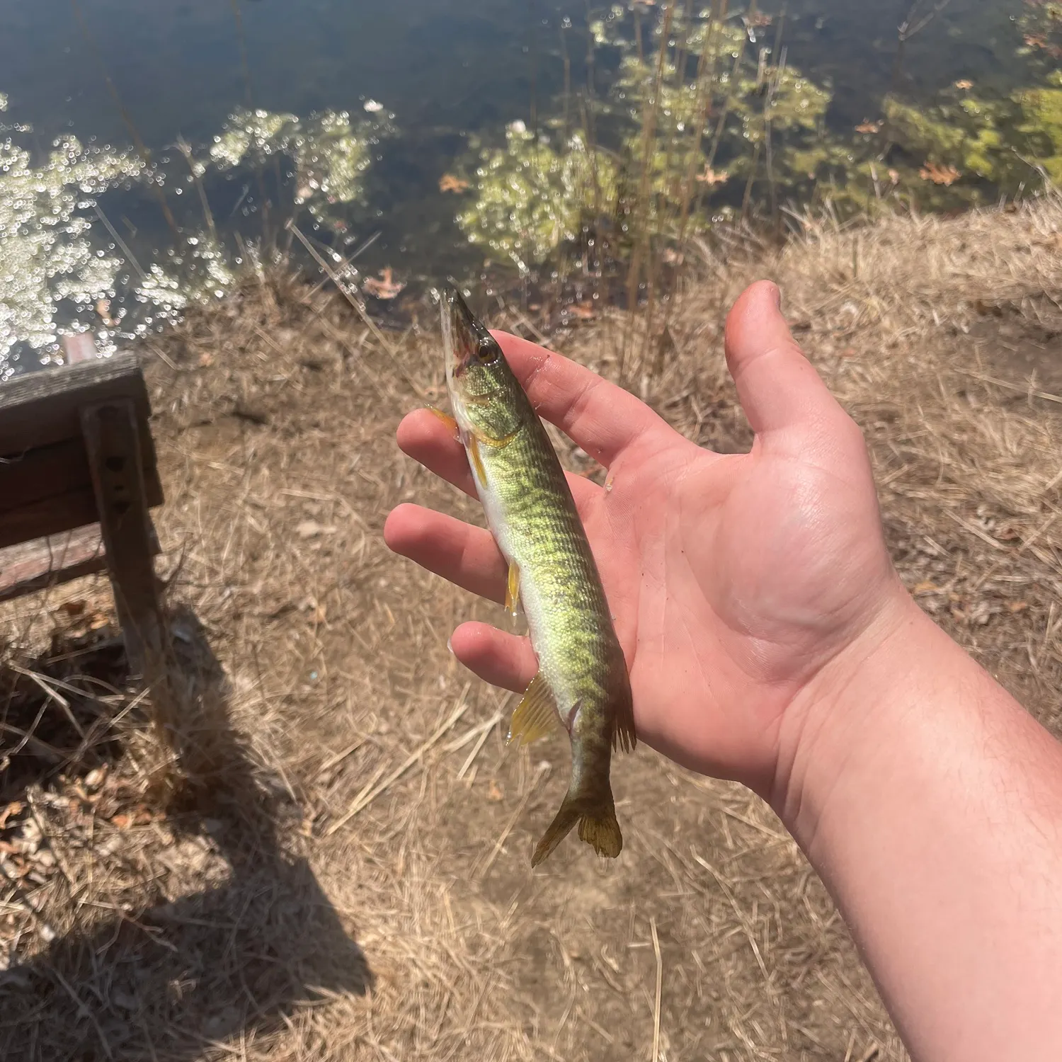 The most recent Grass pickerel catches on Fishbrain