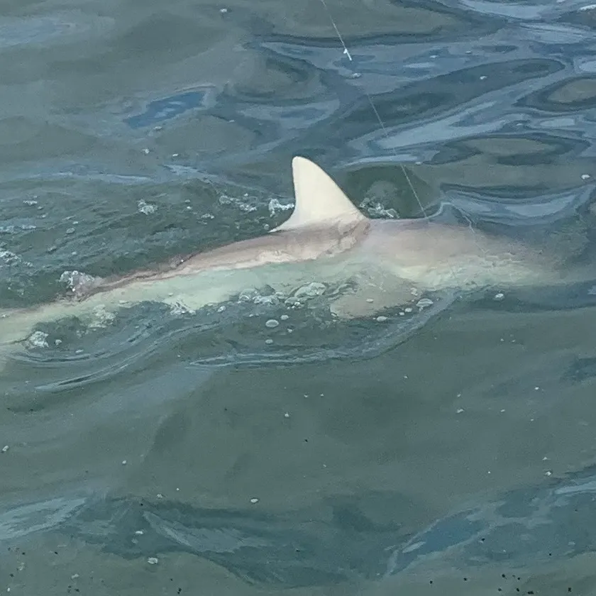 The most recent Blacknose shark catches on Fishbrain