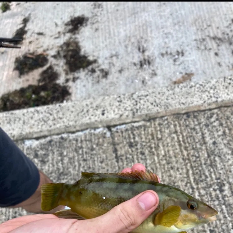 The most recent Ballan wrasse catches on Fishbrain