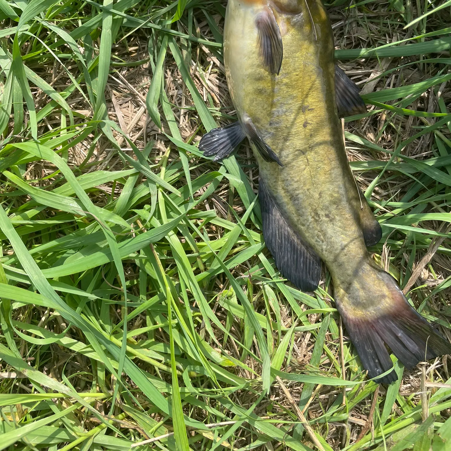 Black bullhead caught on Fishbrain