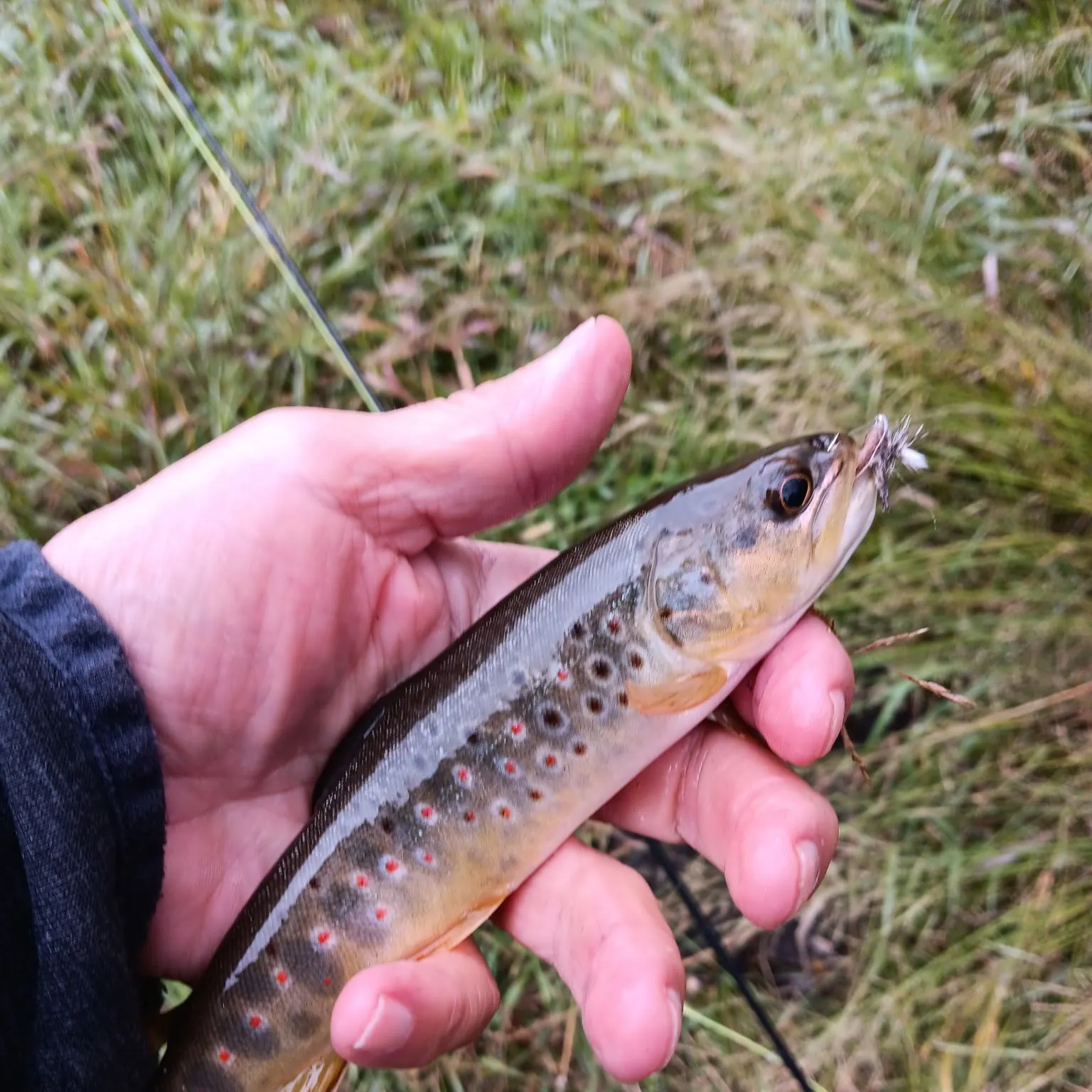 Brown trout caught on Fishbrain