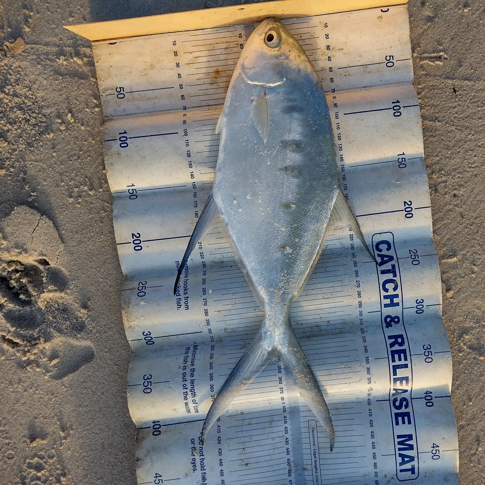 The most recent Swallowtail dart catches on Fishbrain