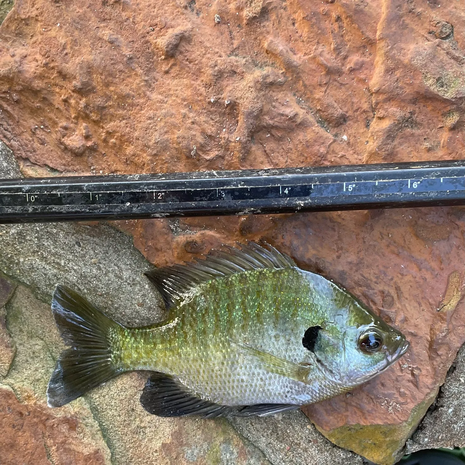 Bluegill caught on Fishbrain