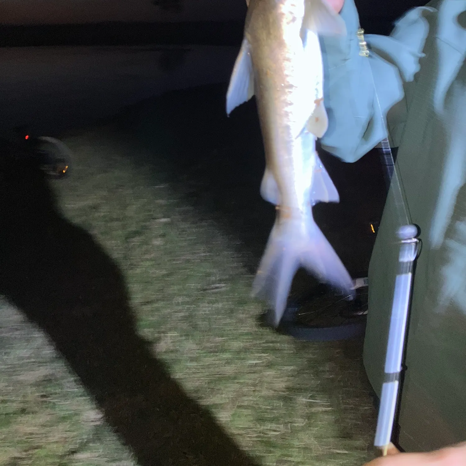 Blue salmon catfish caught on Fishbrain