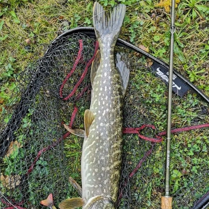 Northern pike caught on Fishbrain