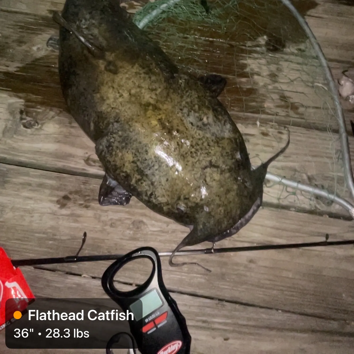 recently logged catches