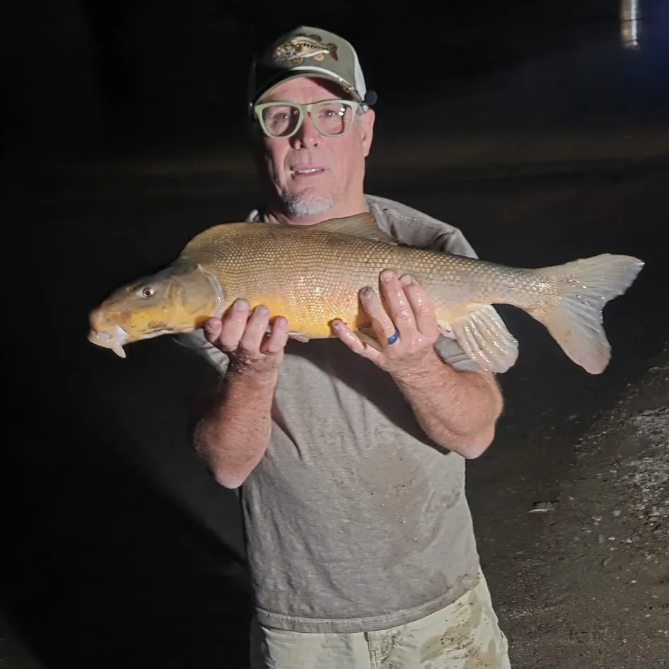 The most recent Razorback sucker catches on Fishbrain