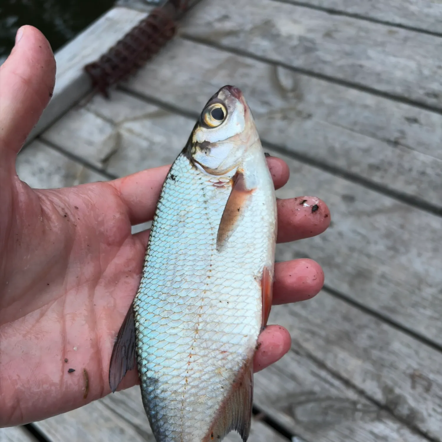 Common roach caught on Fishbrain