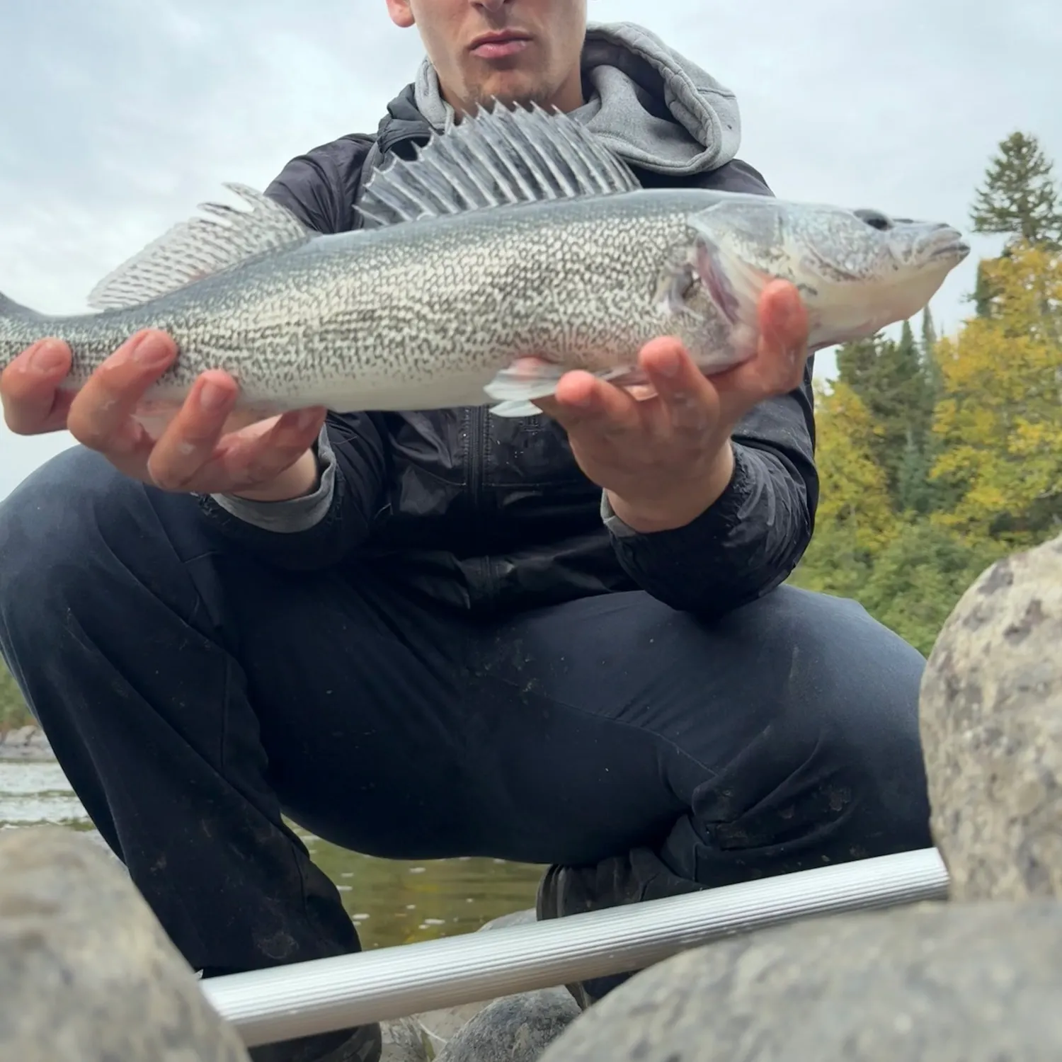 Walleye caught on Fishbrain