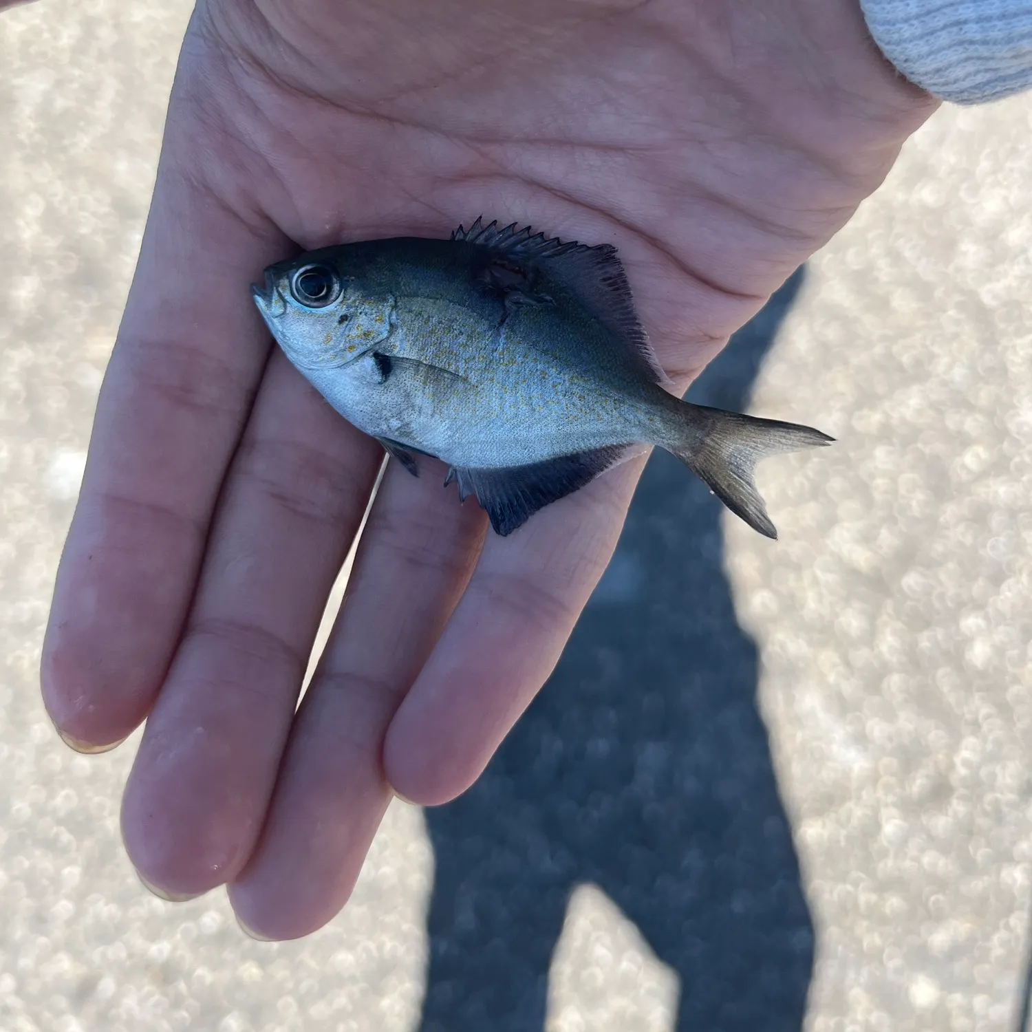 The most recent Silver sweep catches on Fishbrain