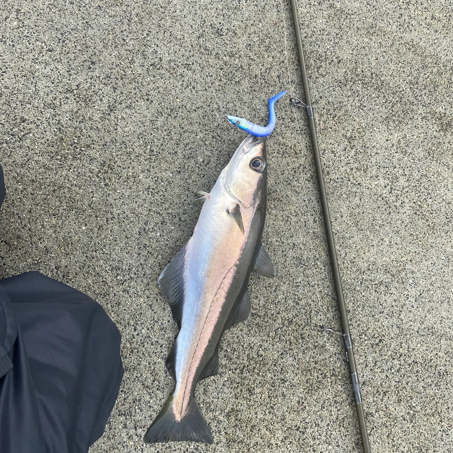 The most recent Pollack catches on Fishbrain