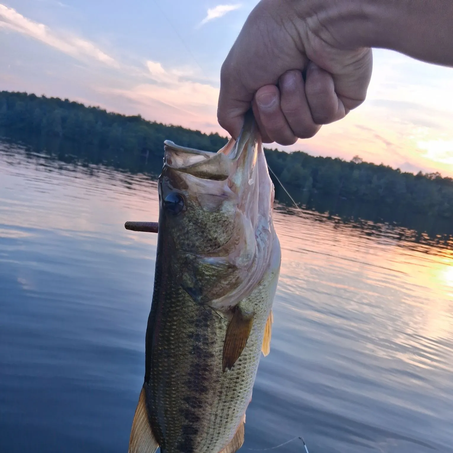 Largemouth bass caught on Fishbrain