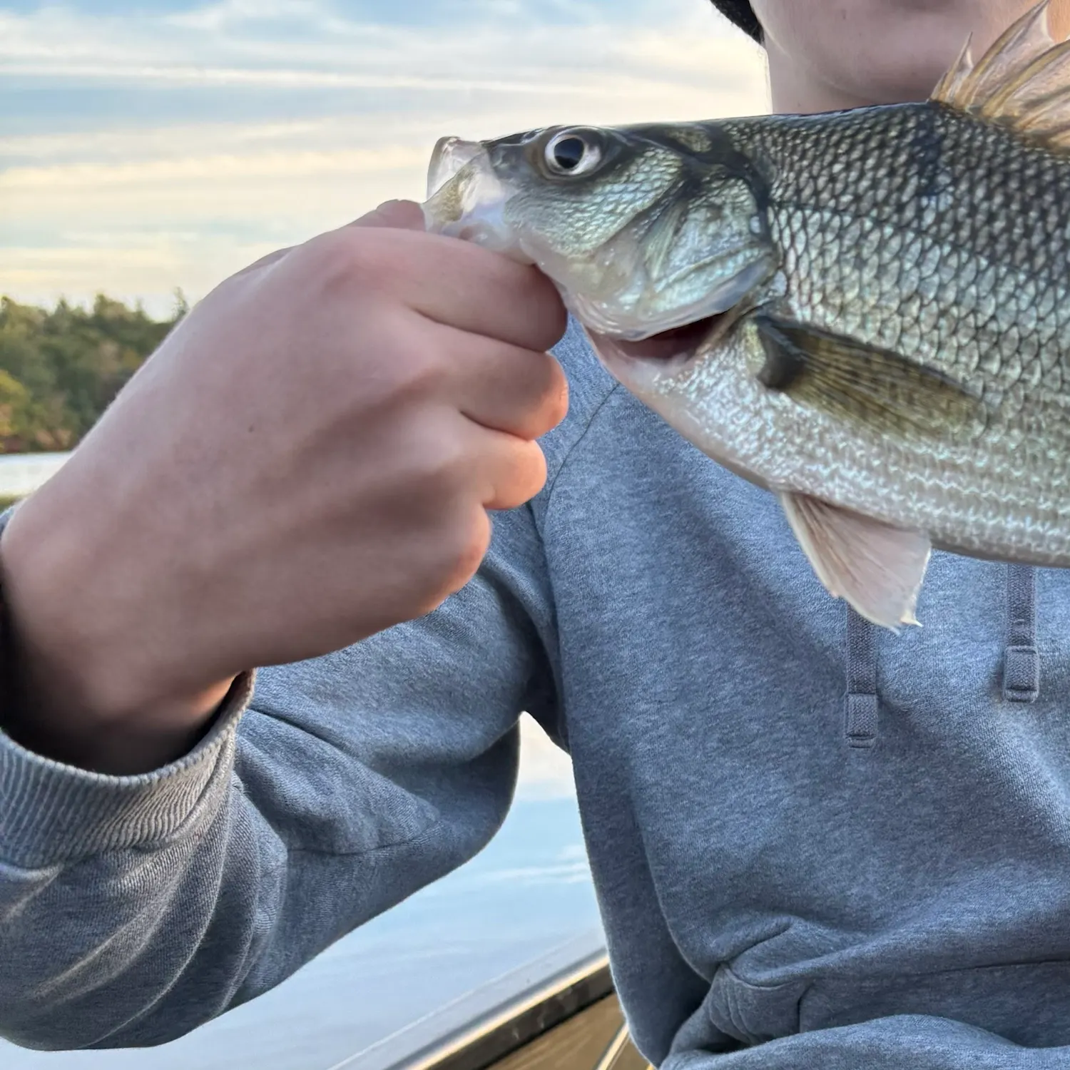 White perch caught on Fishbrain