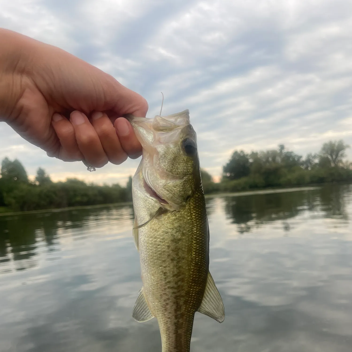 Largemouth bass caught on Fishbrain