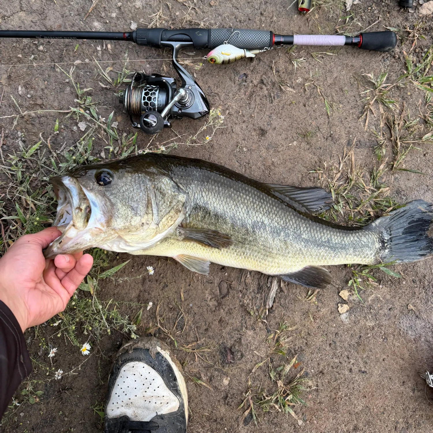 Largemouth bass caught on Fishbrain