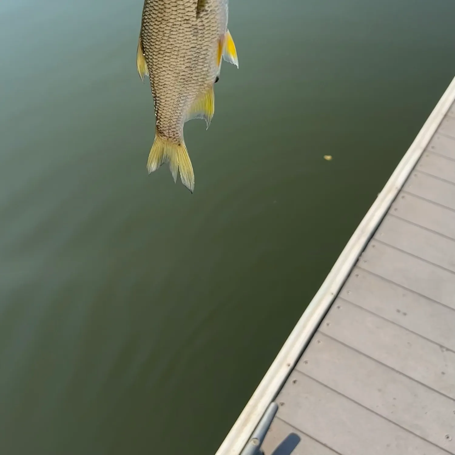 Golden shiner caught on Fishbrain