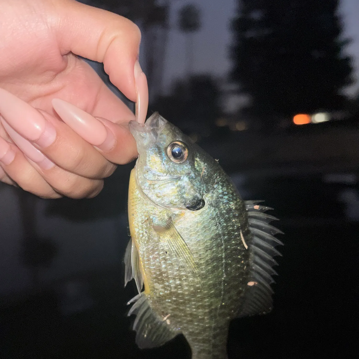 Bluegill caught on Fishbrain