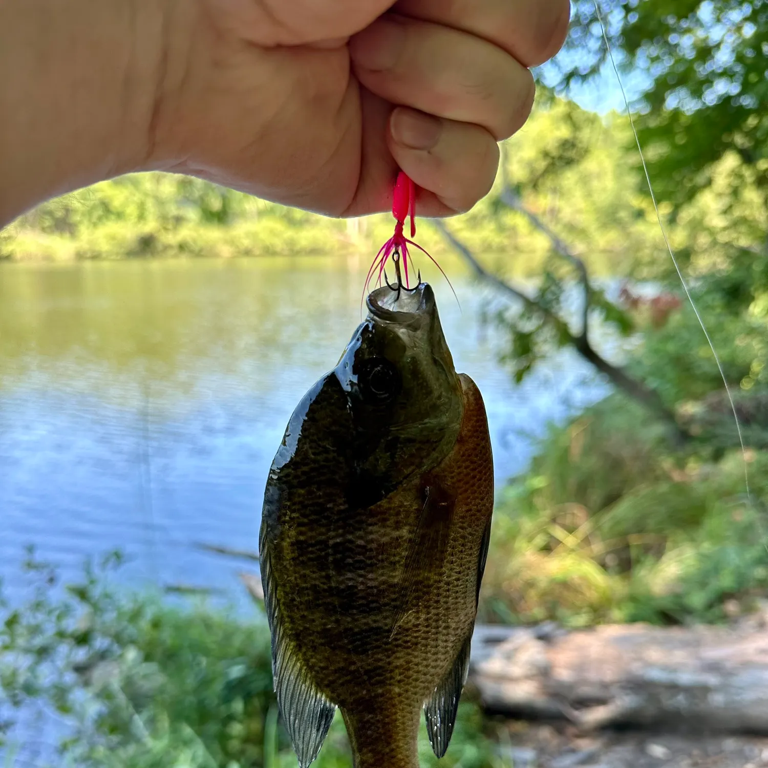 Bluegill caught on Fishbrain