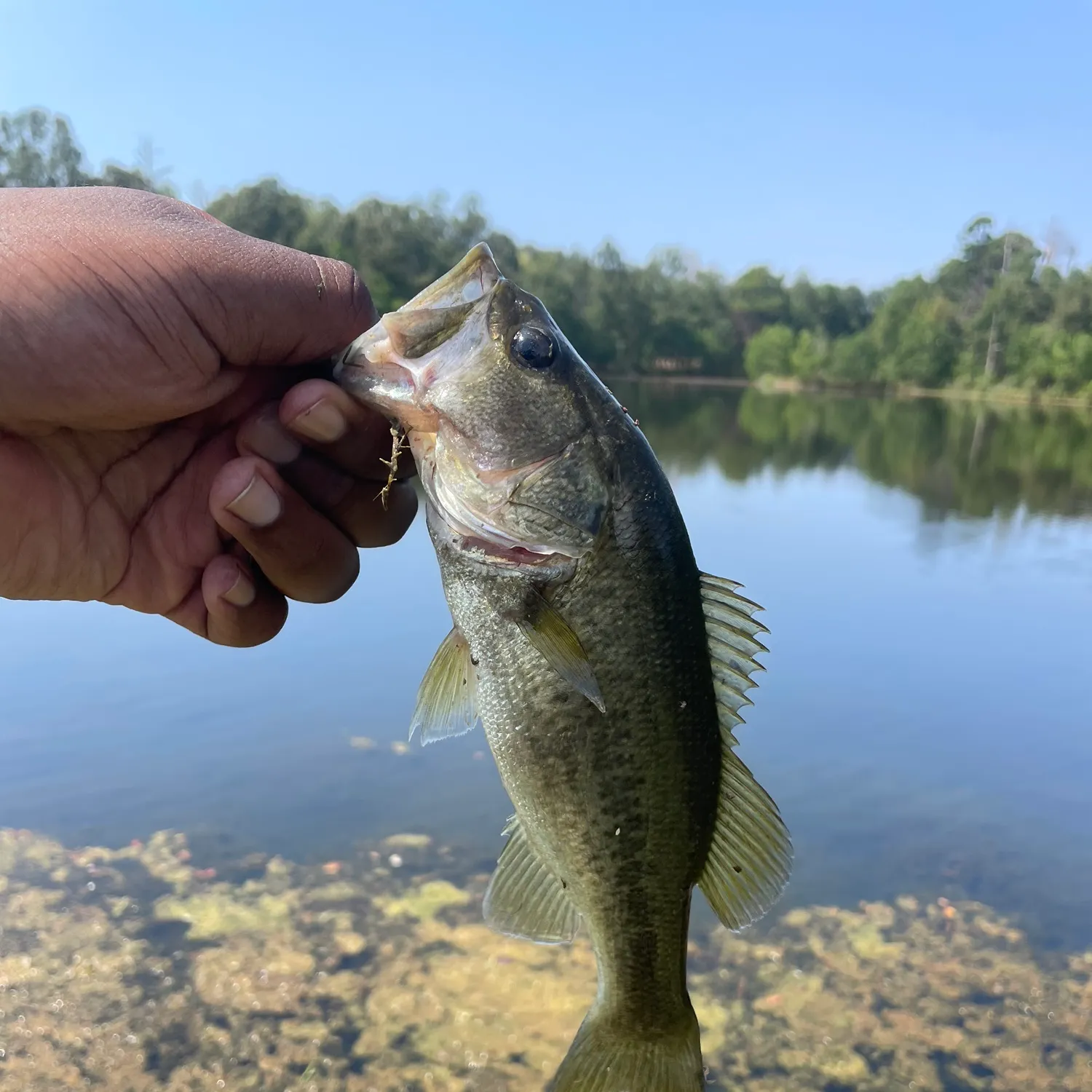 Largemouth bass caught on Fishbrain