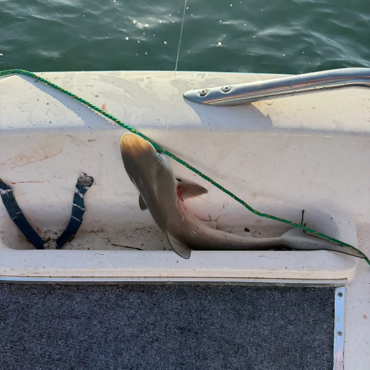 Atlantic sharpnose shark caught on Fishbrain