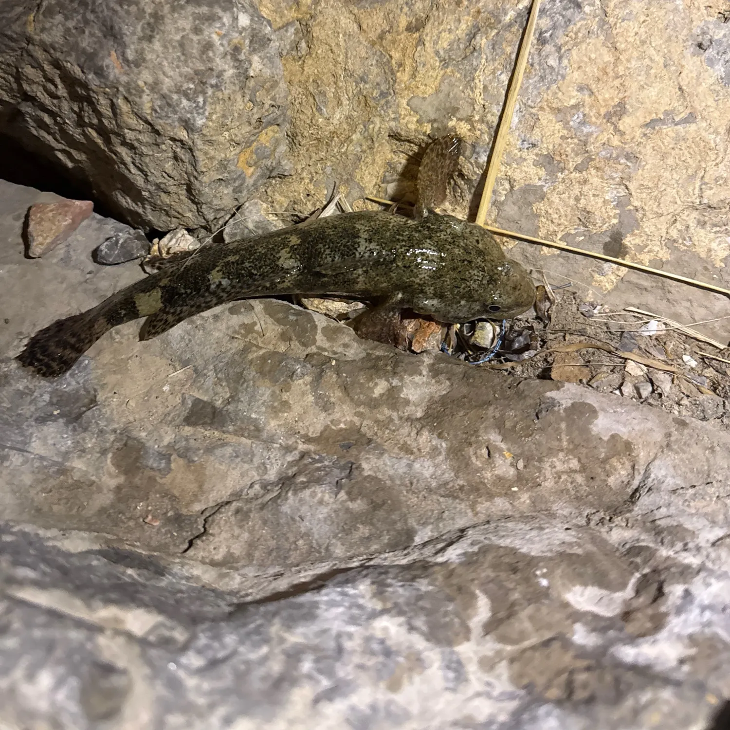 The most recent Giant goby catches on Fishbrain