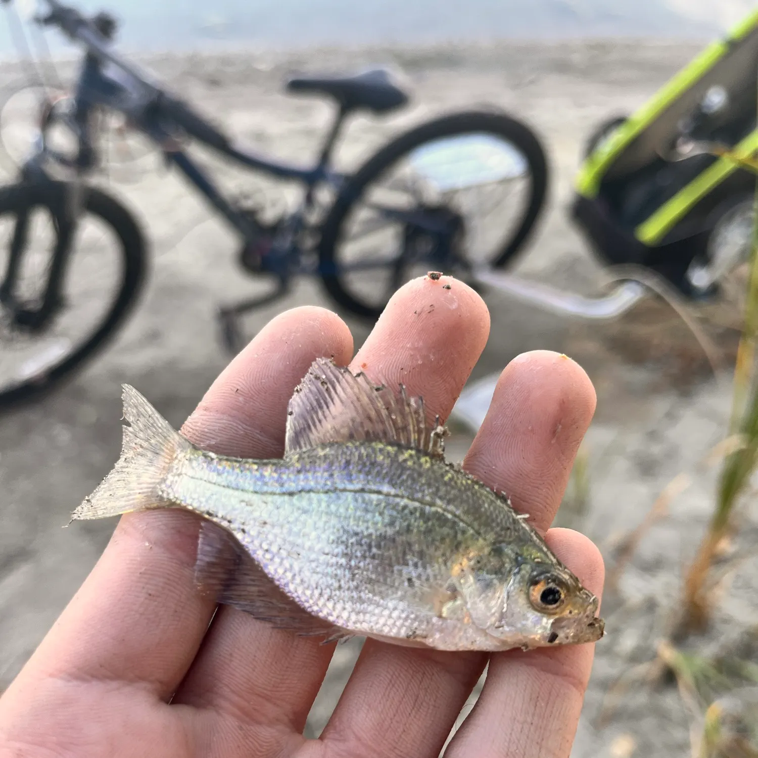 White crappie caught on Fishbrain
