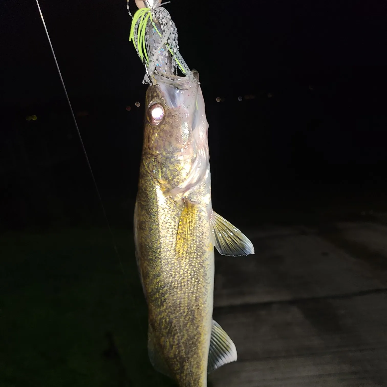 Walleye caught on Fishbrain