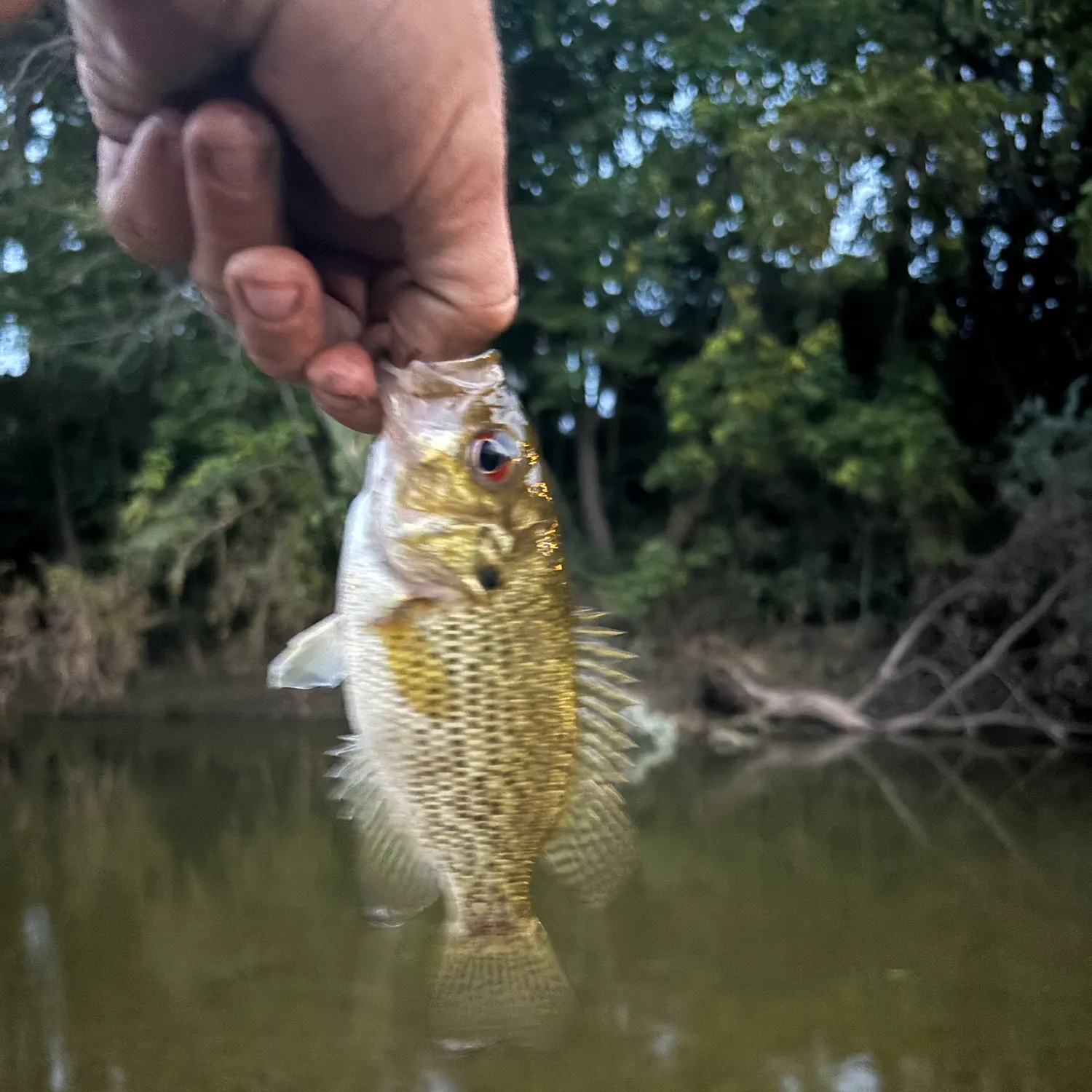 Rock bass caught on Fishbrain