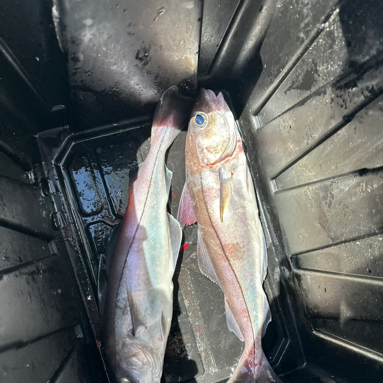 The most recent Haddock catches on Fishbrain