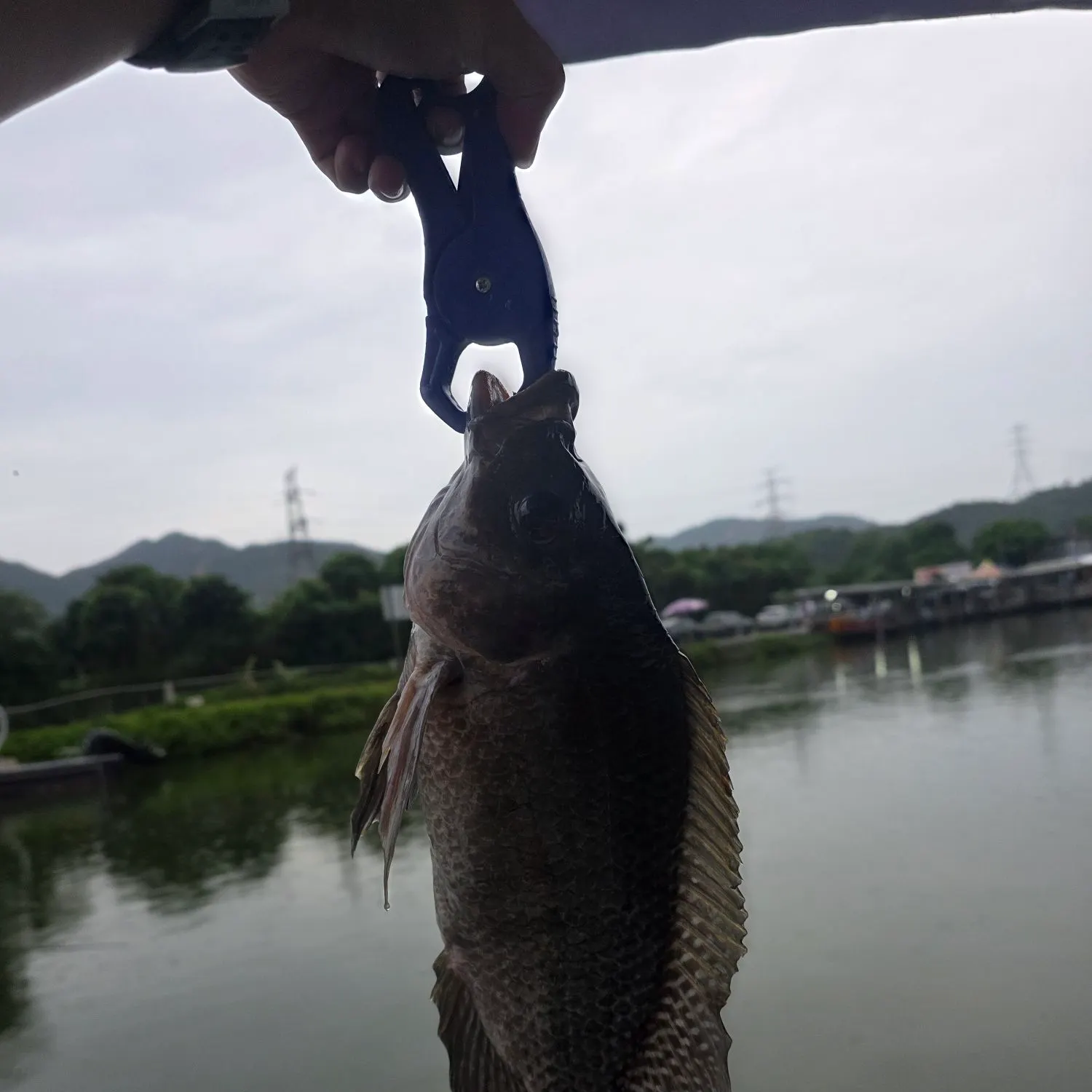 Nile tilapia caught on Fishbrain