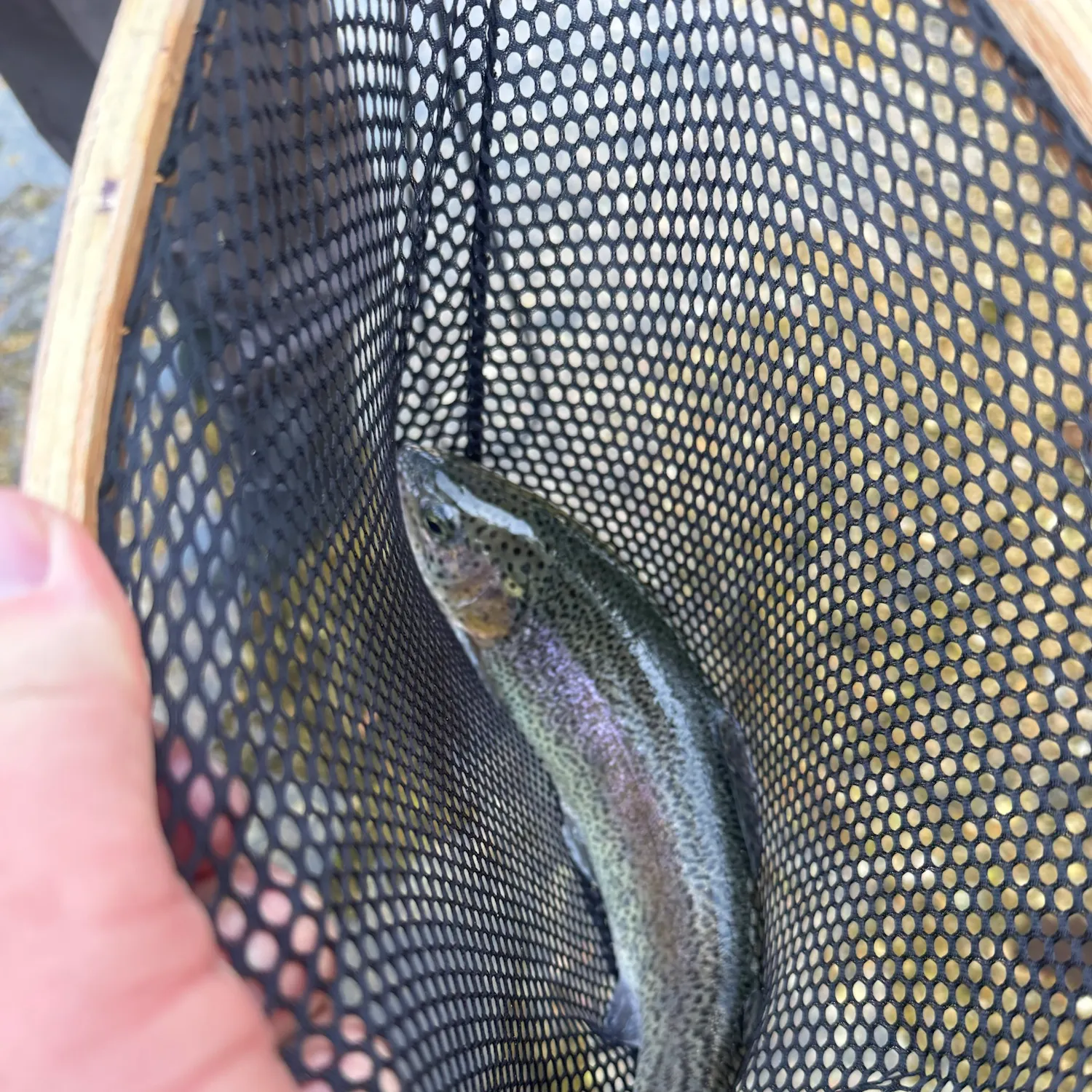 Rainbow trout caught on Fishbrain